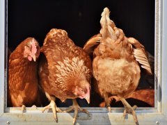 Huhn zum Artikel Hühnerpest Huhn zum Artikel Hühnerpest